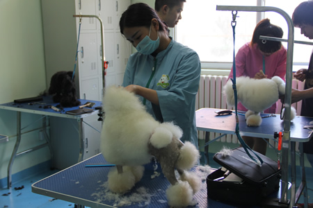 學員貴賓犬裝束修剪練習