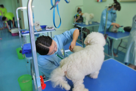 圣寵學(xué)員比熊犬實(shí)操課