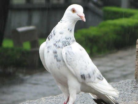 鴿子