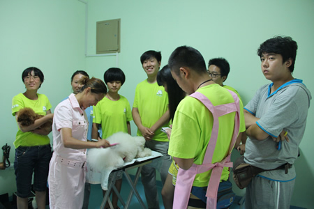 圣寵寵物美容學(xué)校第7期貴賓犬運動裝講解示范