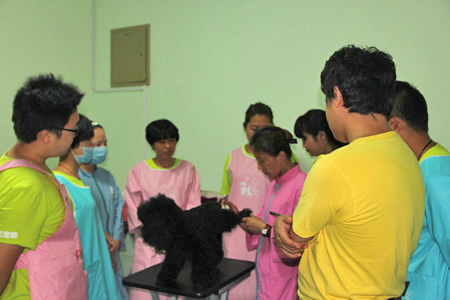 貴賓犬護(hù)理