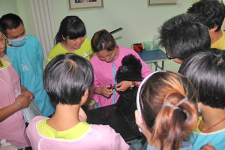 貴賓犬護(hù)理