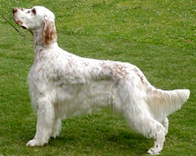 英國(guó)雪達(dá)犬