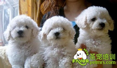 可愛(ài)比熊犬