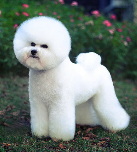 比熊犬美容賽級(jí)裝()