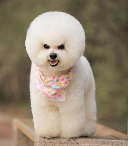 比熊犬美容賽級(jí)裝(四)