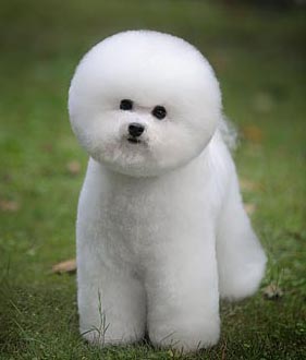 比熊犬美容賽級(jí)裝(八)