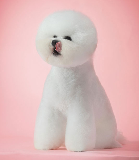 比熊犬美容賽級(jí)裝(九)