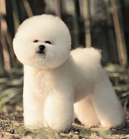 比熊犬美容賽級(jí)裝(十四)