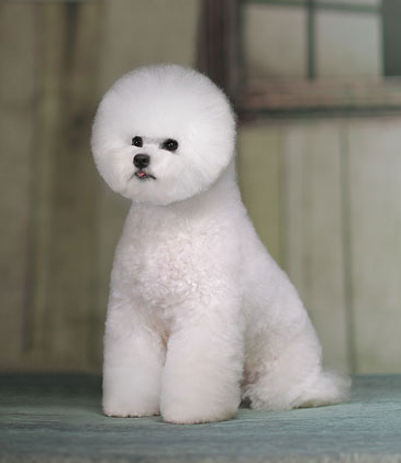 比熊犬美容賽級(jí)裝(十二)