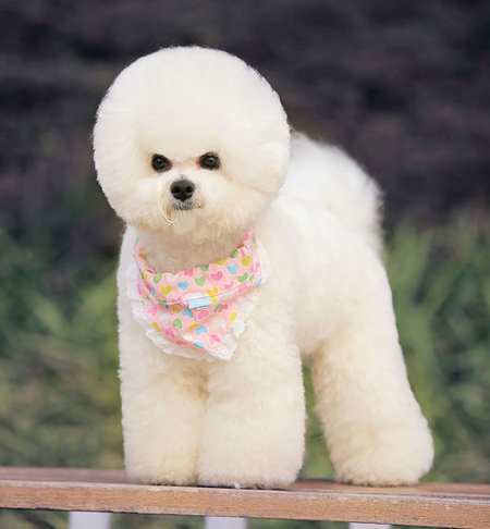 比熊犬美容賽級(jí)裝(十六)