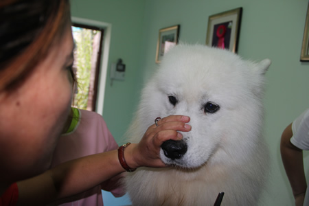 薩摩耶犬美容講解