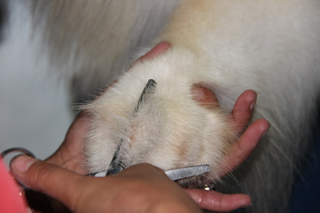 薩摩耶犬美容講解
