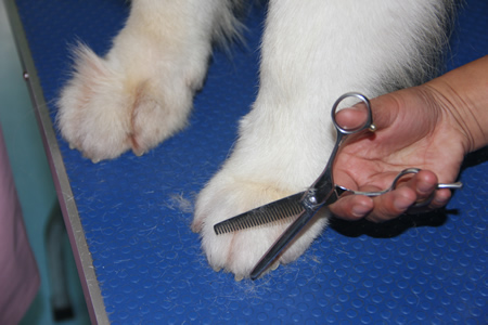 薩摩耶犬美容講解