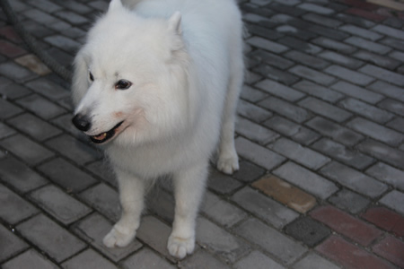 薩摩耶犬美容講解