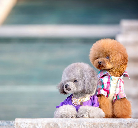 可愛(ài)泰迪犬情侶裝