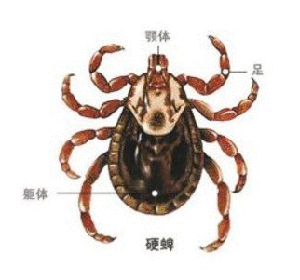 蜱蟲(chóng)