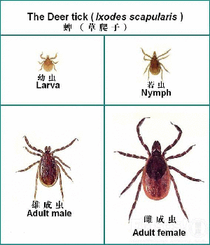 蜱蟲(chóng)