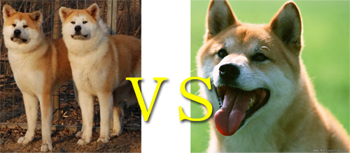秋田犬與柴犬的區(qū)別