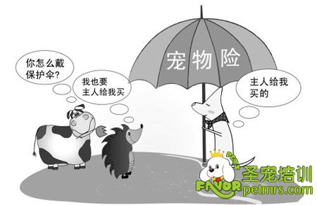 寵物保險(xiǎn)