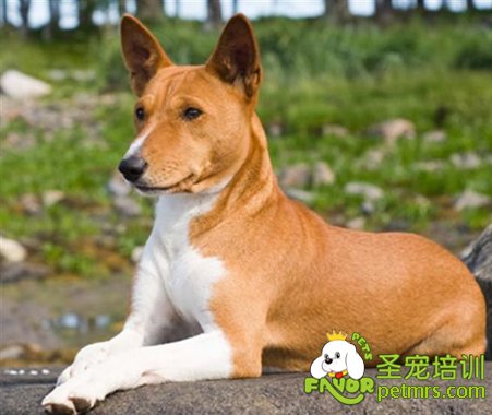 巴仙吉犬