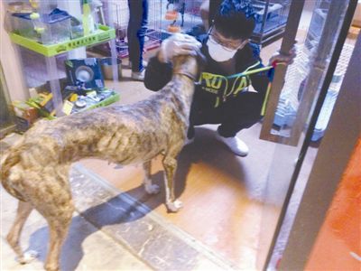 寵物店內(nèi)骨瘦如柴的寵物狗