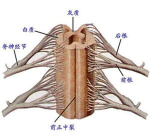 多神經(jīng)根神經(jīng)炎