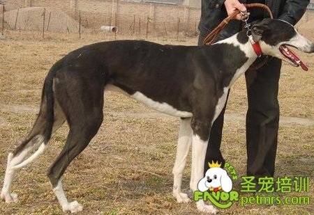細(xì)犬