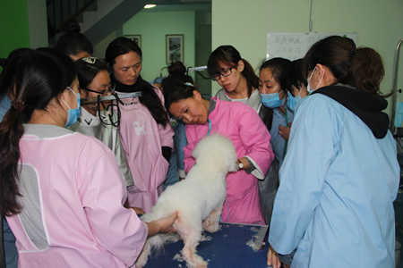 金春梅老師在給學(xué)員們講解比熊犬美容手法