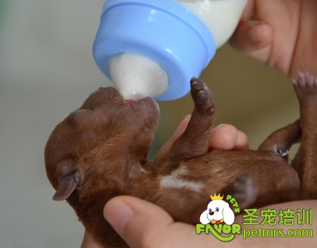 人工喂養(yǎng)狗狗