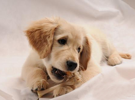 金毛犬