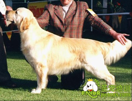 英系金毛犬