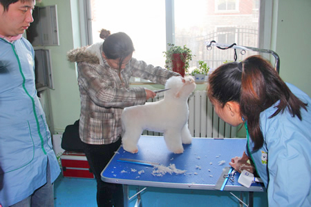 金老師給學(xué)員講解比熊犬美容手法