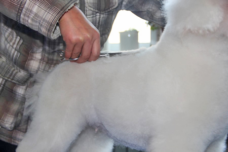 比熊犬背部修剪