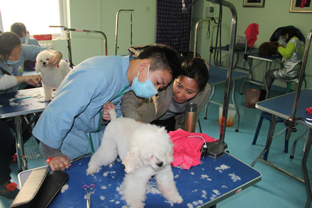 金老師指導(dǎo)學(xué)員貴賓犬修剪方法