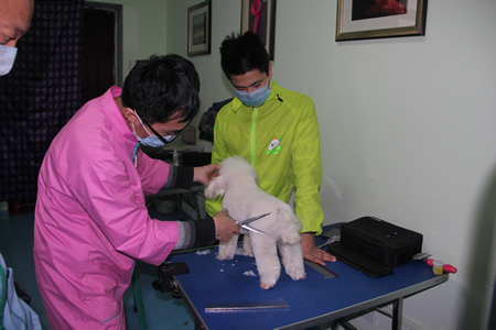 李老師指導(dǎo)學(xué)員貴賓犬修剪方法