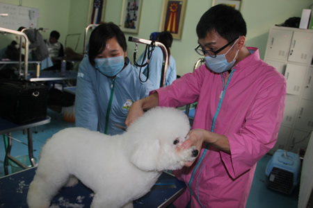 李老師指導(dǎo)學(xué)員比熊犬修剪
