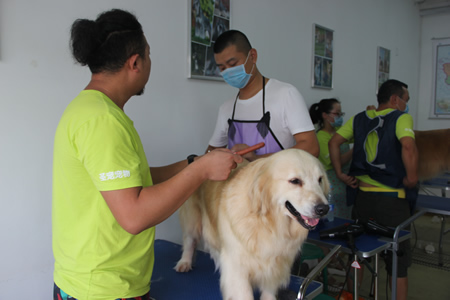 姜老師指導(dǎo)學(xué)員金毛犬修剪
