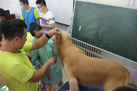 姜老師指導(dǎo)24期學(xué)員金毛犬頭部修飾方法