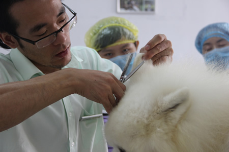 對(duì)薩摩耶犬耳部的修剪方法講解