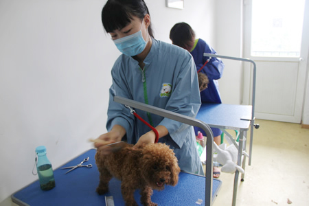 圣寵寵物美容學(xué)校25期:犬只洗澡實(shí)操課程