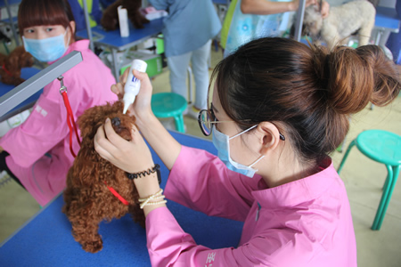 圣寵寵物美容學(xué)校25期:犬只洗澡實(shí)操課程