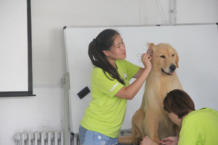 圣寵25期學(xué)員金毛犬修剪實(shí)操課