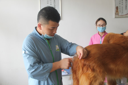 圣寵25期學(xué)員金毛犬修剪實(shí)操課