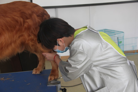 圣寵25期學(xué)員金毛犬修剪實(shí)操課