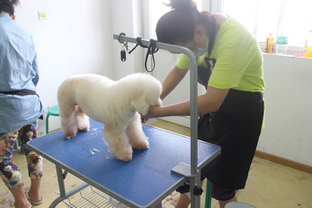 圣寵寵物美容學(xué)校25期:比熊犬實操練習(xí)