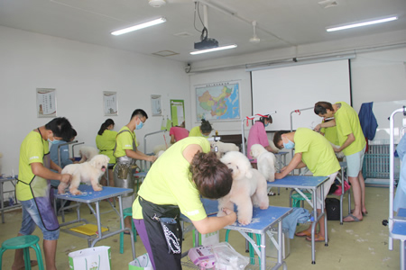 圣寵寵物美容學(xué)校25期:比熊犬實操練習(xí)