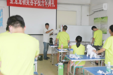 圣寵寵物美容學(xué)校26期:假毛修剪練習(xí)