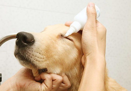護理老年犬的注意事項