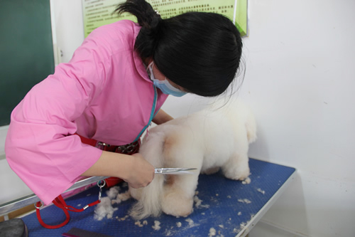 28期學員比熊犬美容修剪實操練習